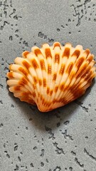 Elegant Seashell Collection – Stunning Natural Patterns, Vibrant Colores, and Ocean-Inspired Beauty Capturing the Serenity of Coastal Treasures