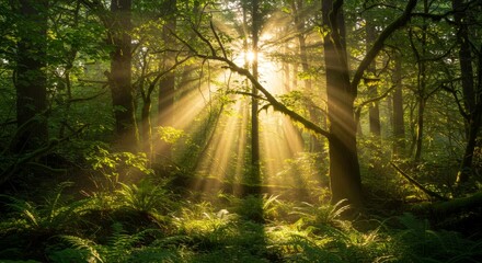 Obraz premium Sunbeams Illuminating a Forest - Sunlight filtering through dense forest canopy, creating magical light and shadow patterns. Symbolizing nature, serenity, hope, renewal, and mystery