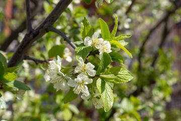white flowers of a blossoming apple tree
