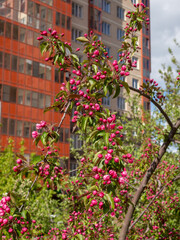 pink flowers on the branches of a apple tree in spring
