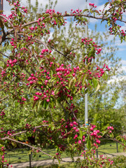 pink flowers on the branches of a apple tree
