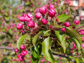 pink flowers on the branches of a blossoming apple tree in spring