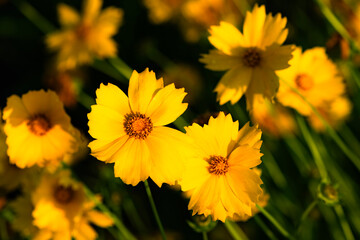 Obraz premium The yellow chrysanthemums that bloom in summer. Natural, plant, and floral backgrounds.