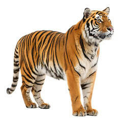 Obraz premium Majestic adult Bengal tiger standing proudly now isolated on a transparent background