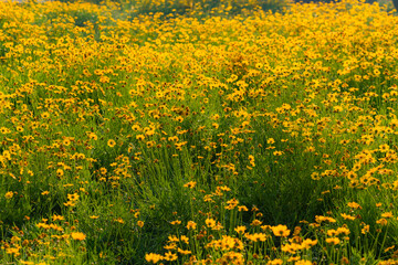 Obraz premium The yellow chrysanthemums that bloom in summer. Natural, plant, and floral backgrounds.