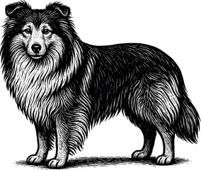 Obraz premium Shetland Sheepdog vector black silhouette print design