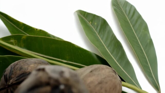 Group of whole pili nuts with green leaves on a white surface in bright lighting for natural food concept.