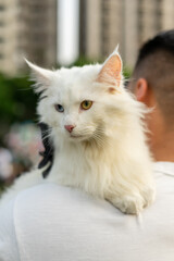 A white Maine Coon cat perched gracefully on its owner's shoulder, enjoying a peaceful moment in a sunny park. Surrounded by green grass and trees, this affectionate feline shows off its long fur and 