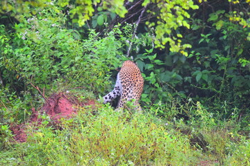 Amazing Wildlife of Sri Lanka