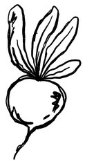 Doodle elements of fruit and vegetable, specifically a Beetroot
