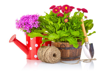 Spring flowers in the rustic wooden pot with garden tools, shovel, watering can, rope. Flowering and gardening landscape design. Isolated on white background.