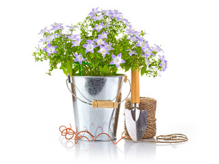Spring flowers in the metallic bucket with garden tools, shovel and rope. Flowering and gardening landscape design element. Isolated on white background.