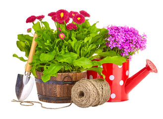 Spring flowers in the rustic wooden pot with garden tools, shovel, watering can, rope. Flowering and gardening landscape design. Isolated. PNG.