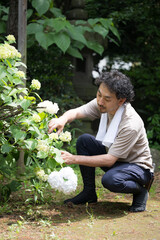 Image of Japanese gardener or gardener pruning hydrangea and other flowers　
