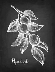 Apricot branch chalk sketch.