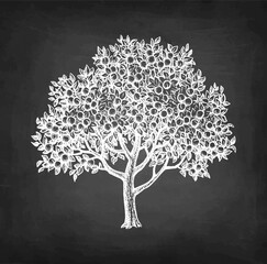 Apricot tree chalk sketch.