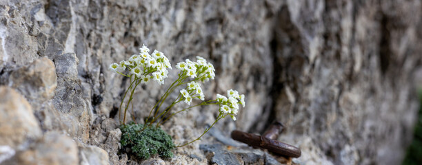 Small White Wildflowers Growing from Stone Wall Crevice in Natural Environment
