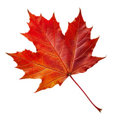 Obraz premium A pile of autumn leaves on a white background