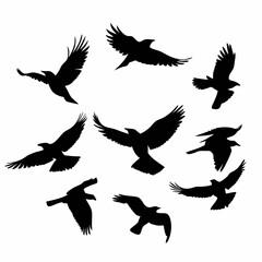 Fototapeta premium Vector bird silhouettes set with flying wings and feather details