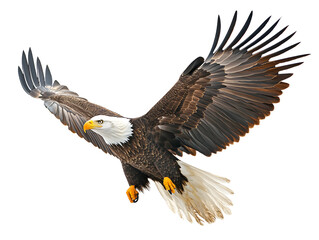 Obraz premium Powerful Bald Eagle in Flight Against Transparent Background