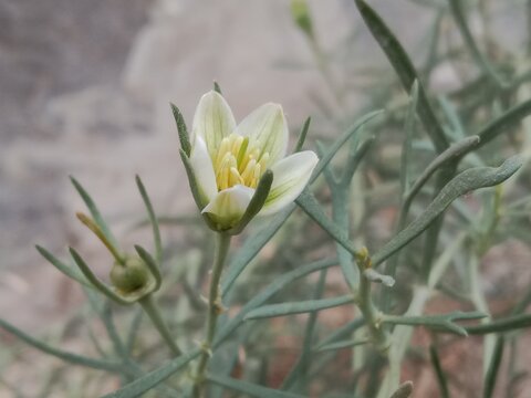 peganum harmala flower or flower of thewild rue Syrian rue African rue esfand or espand or harmel