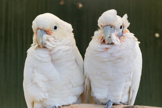 two white parrots