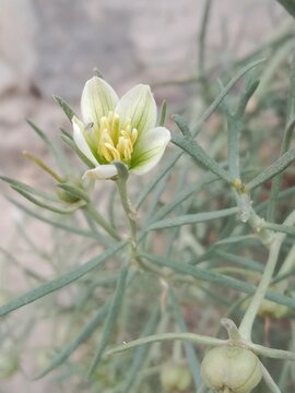 peganum harmala flower or flower of thewild rue Syrian rue African rue esfand or espand or harmel