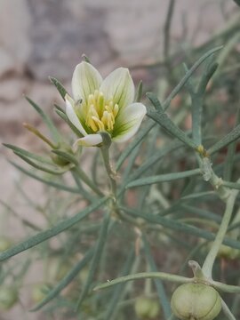 peganum harmala flower or flower of thewild rue Syrian rue African rue esfand or espand or harmel