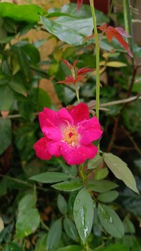 Pink rose adorned with raindrops, accompanied by newly sprouting reddish-bronze leaves at the stem shoot.