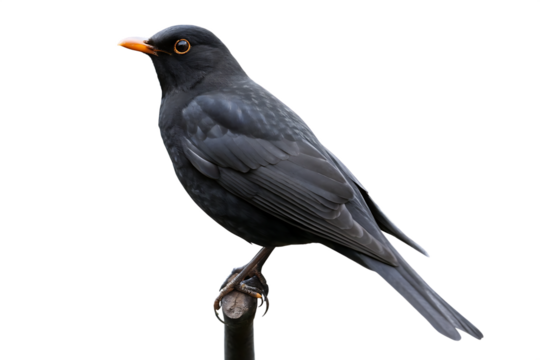 Amsel freigestellt isolated on a white background. PNG