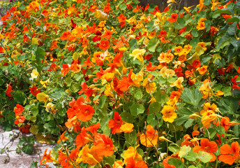 Blooming Nasturtium Flowers in a Garden