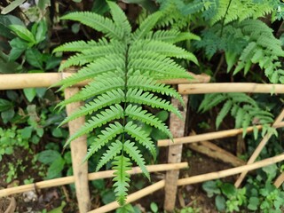 Naklejka premium Close up photo of fresh green fern leaves