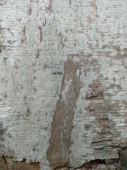 Weathered Wood Bark Texture. Close-up of rough, weathered tree bark with visible grain and peeling textures, showcasing natural aging