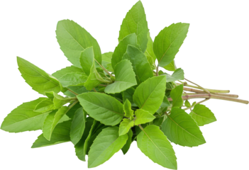 Fresh green holy basil leaves ocimum tenuiflorum culinary herb bunch isolated transparent background