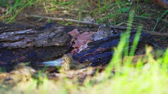 Tree Pipit (Anthus trivialis) splashing in the water. Slow motion.