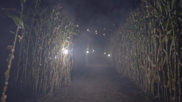 Foggy maze pathway illuminated by lights amid tall corn stalks  