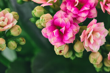 Pink flowers on green leaves background, Macro photo, shallow depth of field. Floral background.