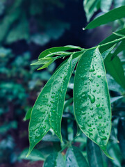 Close-up of fresh green leaves with water droplets after rain in natural environment