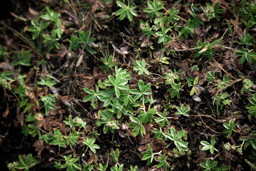 Background of green leaves creating a natural texture background