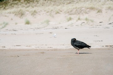 Tired Oyster Catcher Resting on Sand Dune by the Coast