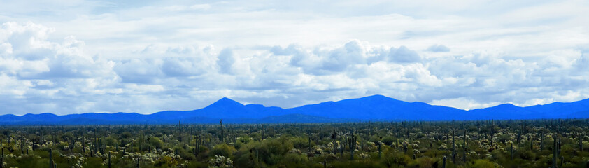 Mid Winter Landscape Sonoran Desert Arizona