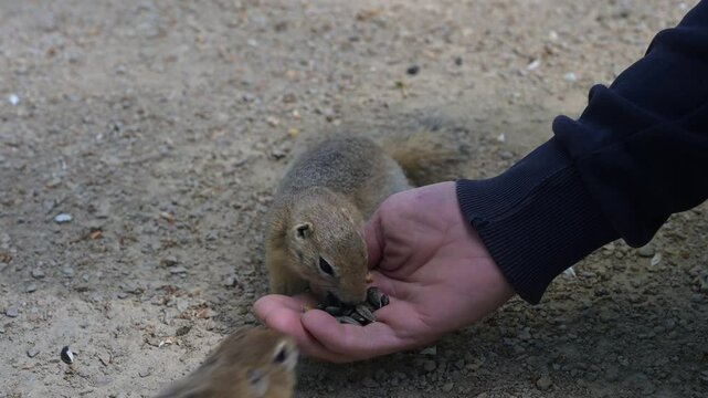 Cute Europen ground squirrel in natural environment close up. Spermophilus citellus, wild europen suslik sitting on  grassy field and eating sunflower seeds