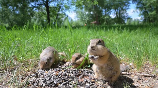 Cute Europen ground squirrel in natural environment close up. Spermophilus citellus, wild europen suslik sitting on  grassy field and eating sunflower seeds
