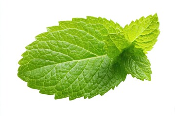 Fototapeta premium Fresh mint leaf close-up