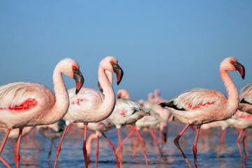 Authentic, real photo of pink flamingos standing gracefully by a calm lake under a clear blue sky. Perfect for nature, wildlife, and travel projects highlighting exotic bird beauty