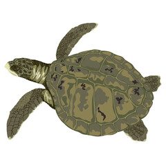 Fototapeta premium KEMP'S RIDLEY SEA TURTLE (Lepidochelys kempii). Sea turtle illustration collection (vector illustration)