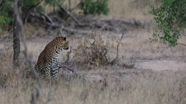  a leopardess searching for her next meal