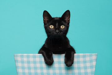 Cute black kitten, young cat looking straight at the camera hanging over a basket on a blue background