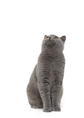 British shorthair cat looking up isolated on a white background