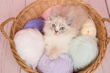 Cute ragdoll kitten in a basket  with balls of wool
